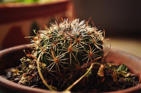 Cuanta menos atención prestemos al cactus, mejor. Cuidados de los cactus en interior | Jardineria On
