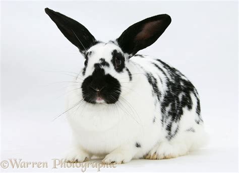 Surprisingly, few of these questions have to do with rabbit care or the breeds i raise. Black-and-white spotted rabbit photo WP18845