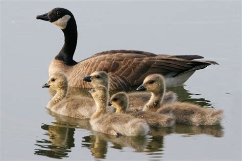 The kanadagans is a duo of huey walker and bassbees. Kanadagans (Branta canadensis) mit Küken - Schöpfung