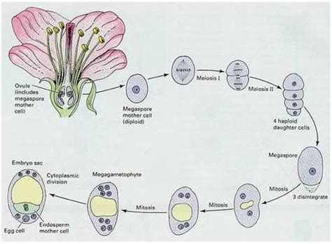 Explain In Detail The Process Of Development Of Female Gametophyte