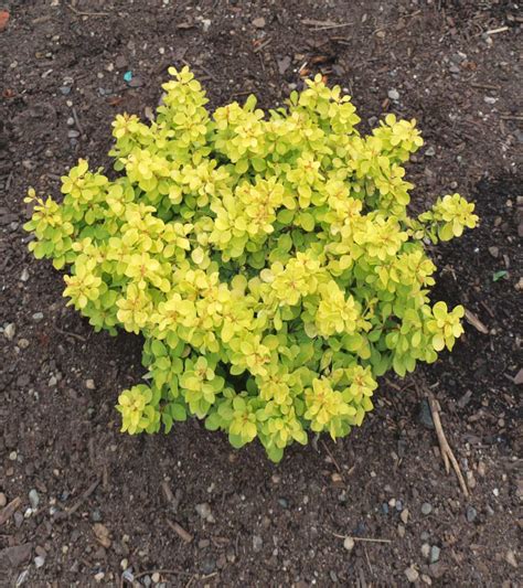 Dwarf Barberry Varieties Ideal For Low Hedges Or Even Indoor Plants
