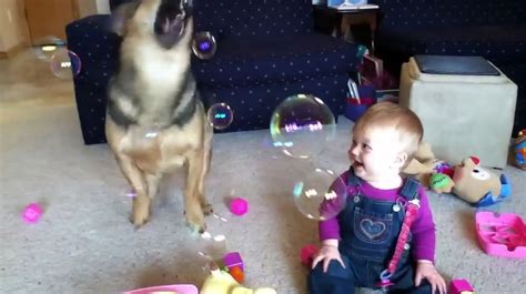 Dog Biting Bubbles Baby Laughing Simonvanzuylenwood