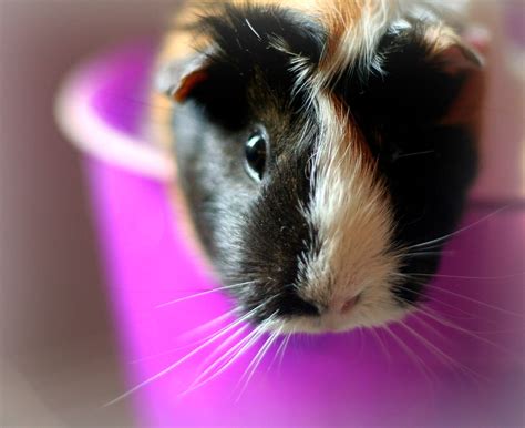 One Of Our Two Guinea Pigs Maddie Shes A Handful Flickr