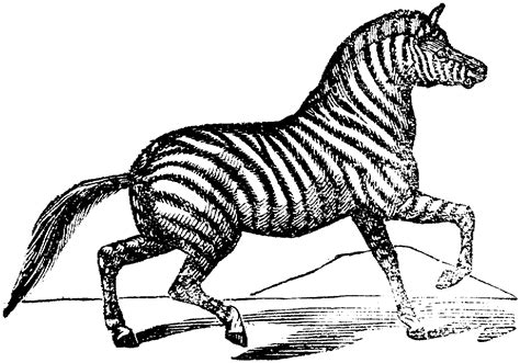 They are all native to the continent of africa. Free Zebra Coloring Pages