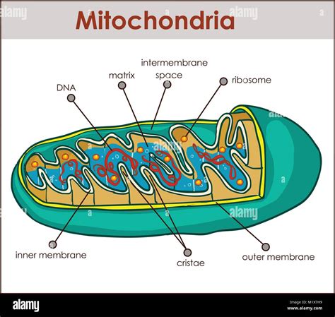 Vector Illustrator Of Cross Section Of Mitochondria Stock Vector Image