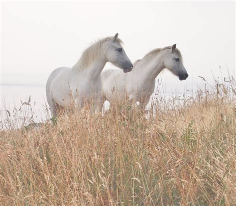 Two White Horses Stock Photo Image Of Animals Celtic 35223680