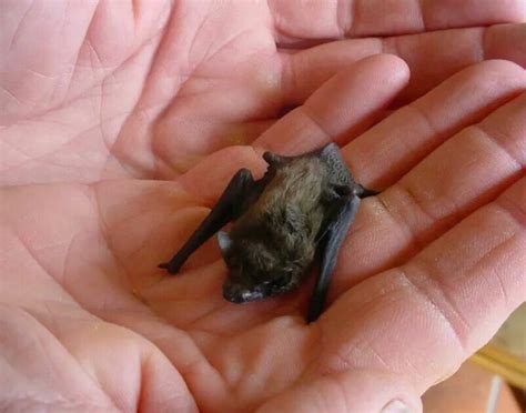 It occurs in western thailand and southeast burma. Native to Southeast Asia, the bumblebee bat is 36 to 53 mm ...