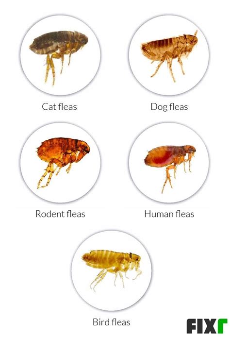 Are Cat And Dog Fleas The Same And What Do They Look Like