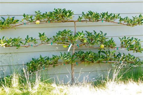 How To Grow Espalier Fruit Trees