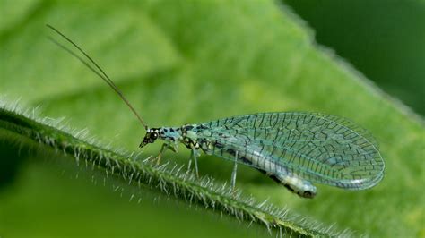 Image Gallery Lacewing