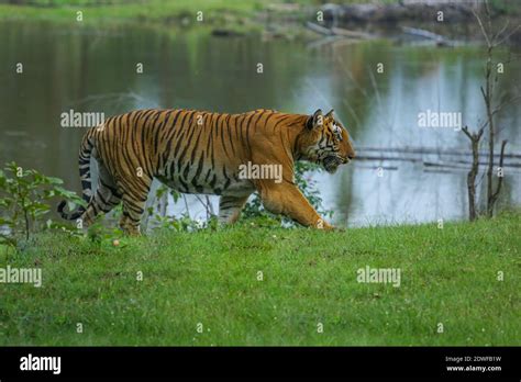 Bengal Tiger Panthera Tigris Tigris Prince Of Bandipur Tiger Reserve Beautiful Green Forest
