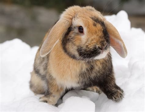 Caring For Pet Rabbits In Cold Weather Petsoid