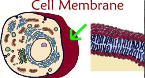 Animal cells do not have a cell wall. Print Chapter 2 cells flashcards | Easy Notecards