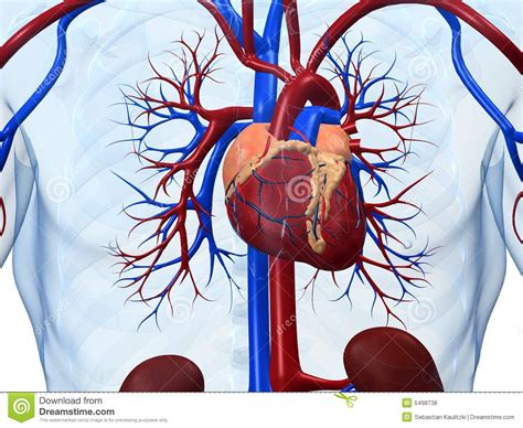 Human Heart Stock Illustration Image Of Anatomy Body