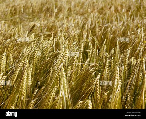 Texture Of A Barley Field In Early Summer Stock Photo Alamy
