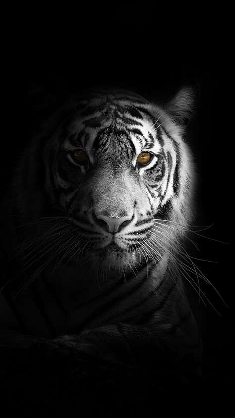 1080x1920 Tiger Animals Hd Monochrome Black And White For Iphone 6