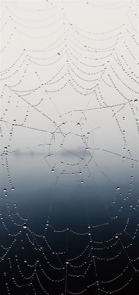 Spiderweb Wallpaper 71 Pictures