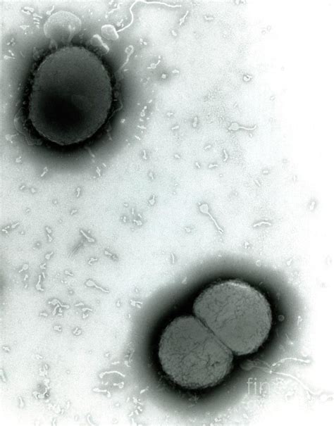 Tem Of Neisseria Meningitidis Bacteria Photograph By A Dowsett