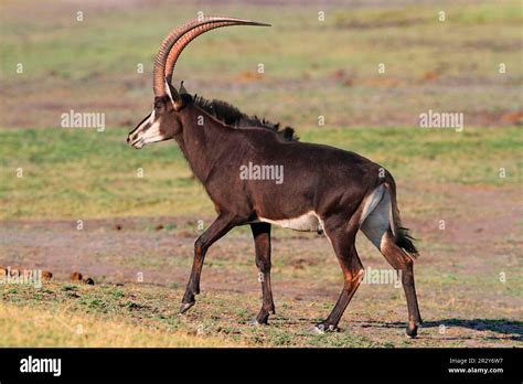 Sable Antelope Sable Antilopes Hippotragus Niger Antelopes