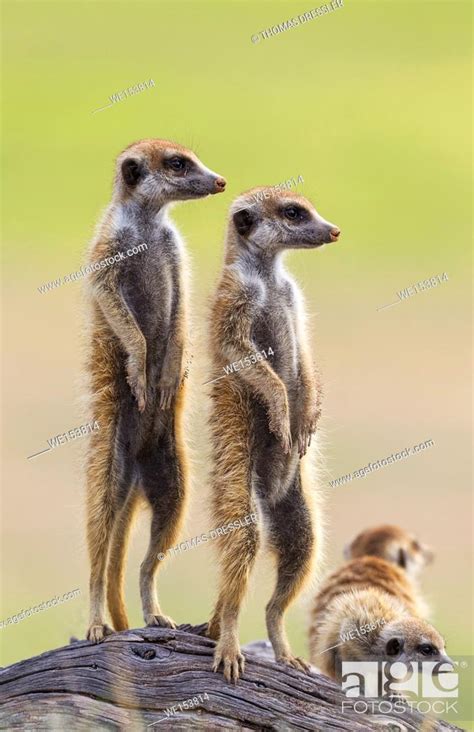 Suricate Suricata Suricatta Also Called Meerkat Two Adults With