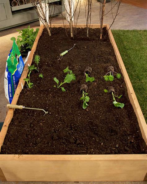 Planting Your Vegetable Garden And Video Martha Stewart