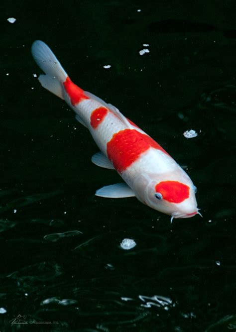 Take A Closer Look At The Most Popular Fish The Kohaku Koi Aqualife