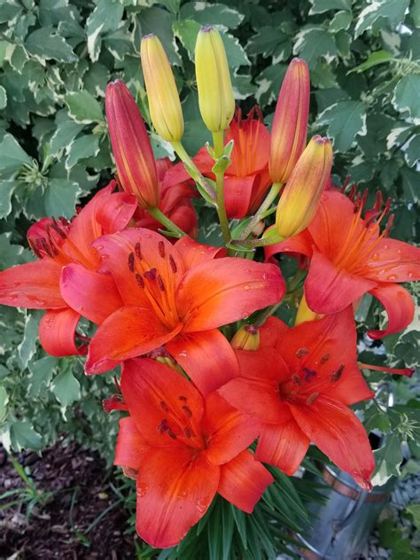 Random Asiatic Lilies Rgardening