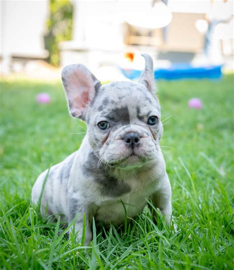Blue Frenchie Puppies For Sale Tabitomo