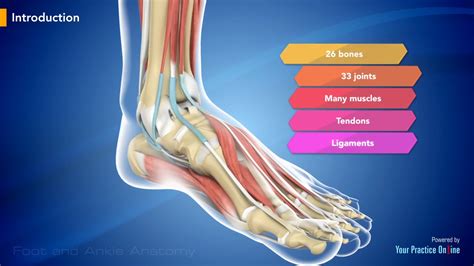 Note the widespread insertion of. Foot and ankle anatomy Video | Medical Video Library