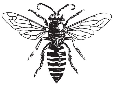 Free Bee Line Art Download Free Bee Line Art Png Images Free Cliparts