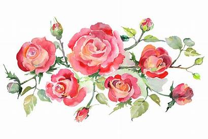 Watercolor Roses Bouquet Flower Clipart Mystocks Illustrations