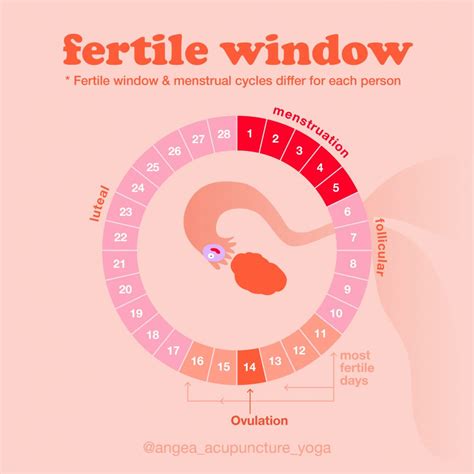 The Keys To Finding Your Fertility Window Angea