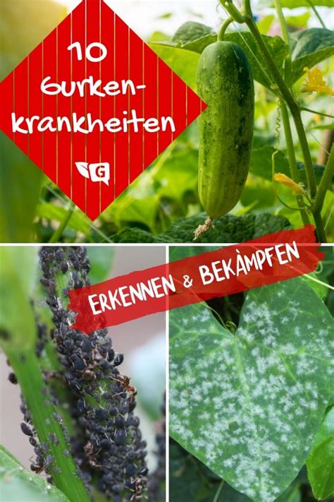 Wann immer ich einen stein anhebe oder eine kartoffelranke, darunter wurlt es munter. Garten- und Pflanzen Magazin | Gartendialog.de