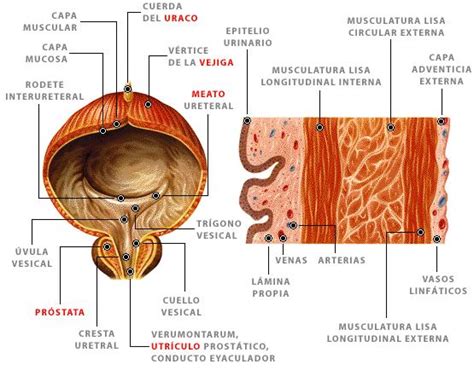 Animal Nica Med Anatomía Y Fisiología Del Sistema Renal