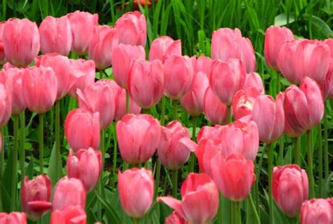 Kumpulan Gambar Bunga Tulip Warna Pink Yang Lagi Viral Informasi