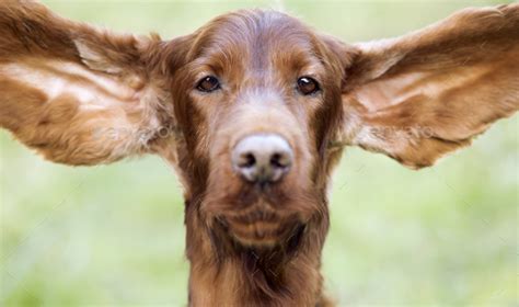 Funny Dog Ears Stock Photo By Elegant01 Photodune