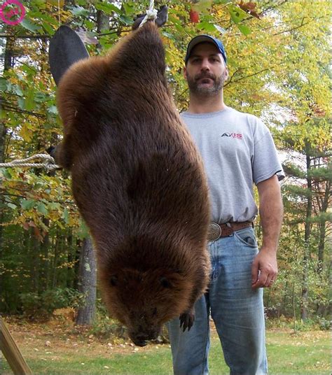 Dumpert Huge Beaver