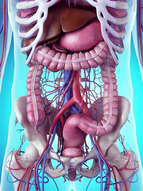 Human Internal Organs Photograph By Sebastian Kaulitzki Science Photo