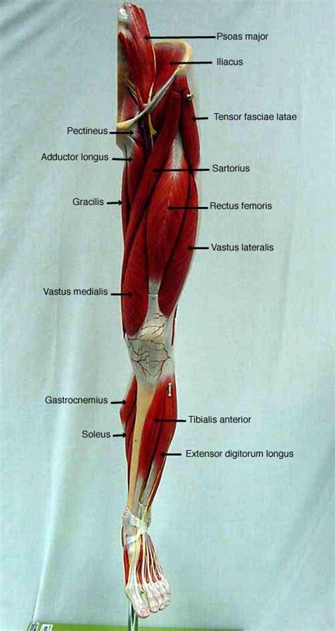 Labeled Muscles Of Lower Leg Anatomia Humana Musculos Músculos Del