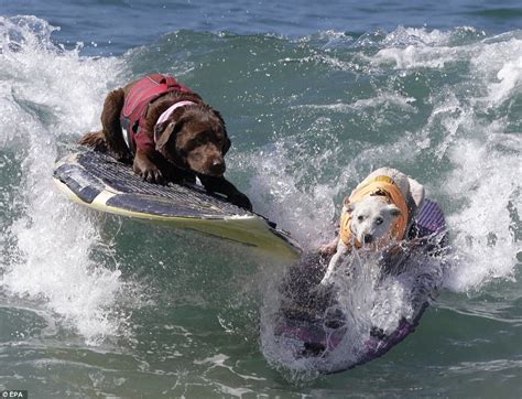 Dogs Shred Waves At Huntington Beach Surfing Competition