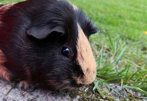 13 Facts About Guinea Pigs Companion Animals Topics