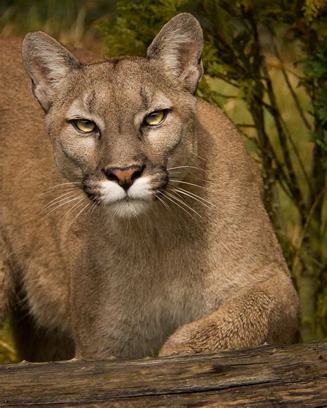 28 Big Cat Encounters Puma Concolor Endless Forms Most Wonderful