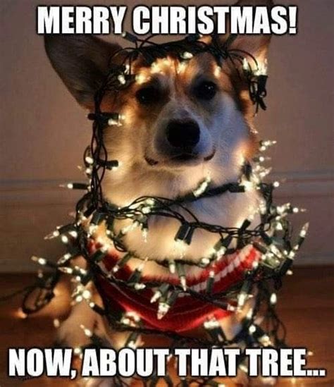 110 Funniest Merry Christmas Memes With Hilarious Christmas Images Littlenivicom