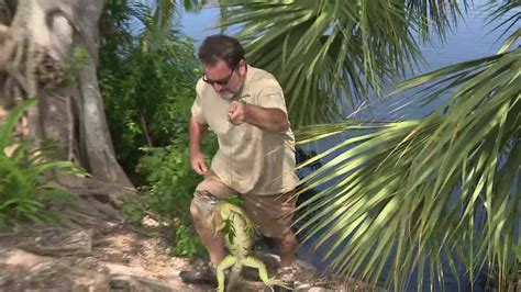 Iguana invasion poses health threat in South Florida - YouTube
