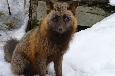 The cross fox is a partially melanistic colour variant of the red fox (vulpes vulpes) which has a long dark stripe running down its back, intersecting another stripe to form a cross over the shoulders. Cross Fox in Downtown Unalaska | This cross fox (half ...