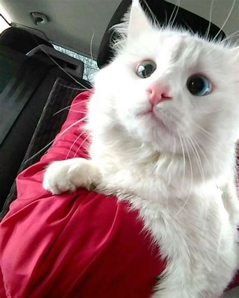 Stunning Cat Has The Most Beautiful And Unique Eyes Youll