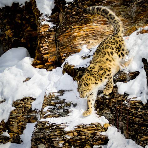 50 Snow Leopard Jumping Stock Photos Pictures And Royalty Free Images