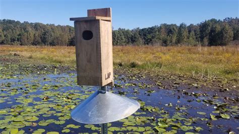 Wood Duck Nesting Box With Predator Guard Installed On Lake Jackson