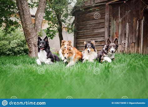 Group Of Dogs Outdoor Pet Photo Dog Outdoor Stock Photo Image Of