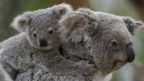 Vídeo De Una Koala Salvando A Su Cría Atrapada En Una Valla De Alambre